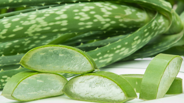 蘆薈凝膠能否用作睡眠面膜？蘆薈凝膠如何制作睡眠面膜？