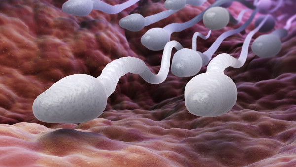 男性必須保護繁殖后代的精子