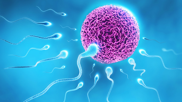 男性應警惕睪丸扭轉誘發(fā)不孕